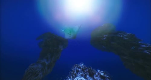 Underwater View of Marine Life Near Coral Reefs in a Clear Ocean