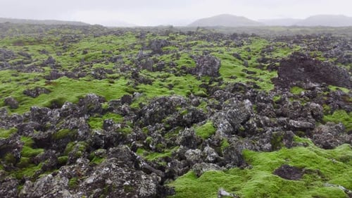 Lava Fields Covered with Green Moss in Iceland Scenic National Park Area Fresh Green Summer Volcanic