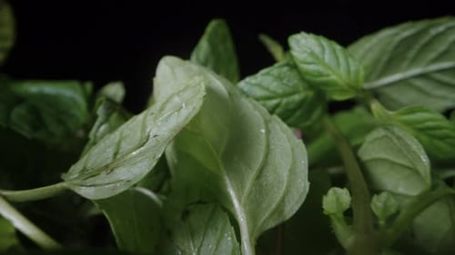 Beautiful green mint leaves in drops of water on a black background. Dolly slider extreme close-up.