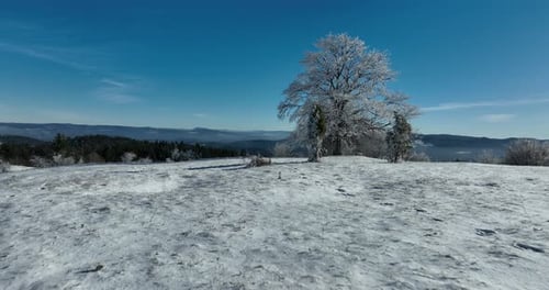 Winter Trees Alpine Landscape Early Morning Sunrise Holiday Travel And Tourism Frosty Tree Tops