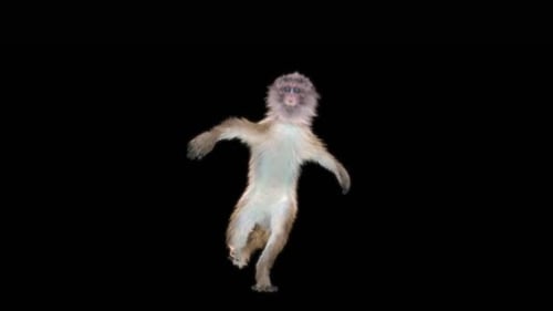 40 Monkey Dance HD