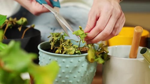 Woman Trimming Dried Plant Leaves in a Flower Pot