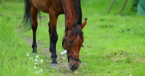 Grazing brown horse on the grass during a sunny day.