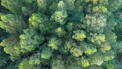 Top View Of Deciduous Forests In Fraga de Cecebre, Galicia Spain. Aerial Shot