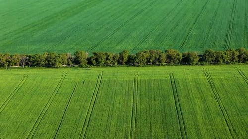 Big green field of young wheat aerial view moving forward with tree line