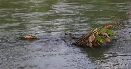 4K Flowing Water from a River with a Shrub of Leaves Submerged