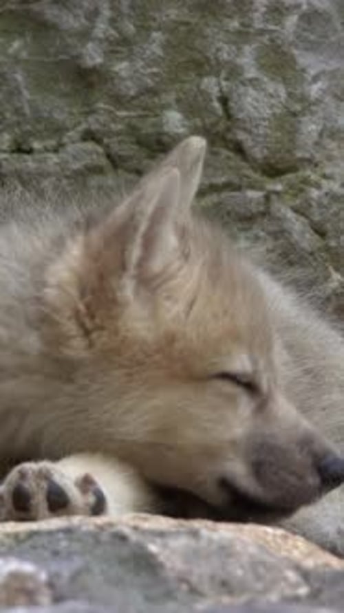 Cachorro de lobo blanco en las rocas