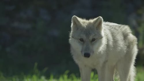 Canadian Wildlife - Arctic wolf in canadian north
