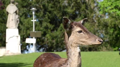 Close up portrait of brown deer in sunny park
