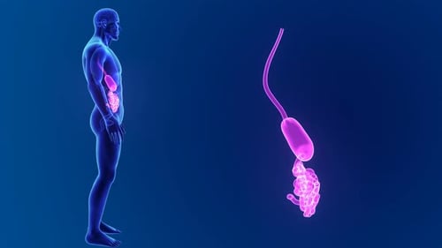 Anatomie des menschlichen Verdauungssystems in leuchtendem Rosa dargestellt