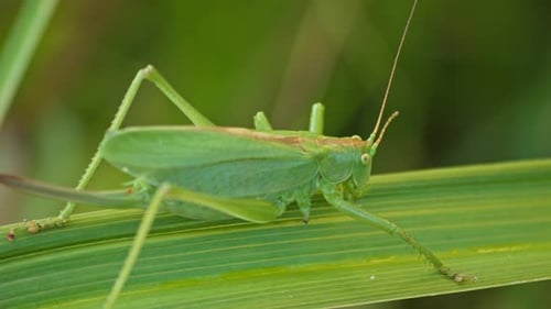 camouflaged green Grasshopper sits On Green Plant Leaf. close-up