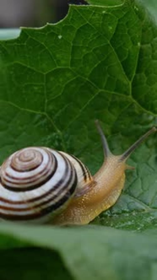 Snail Alone on Leaf Path