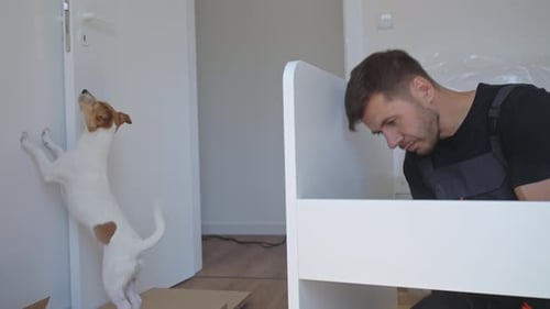 Man Assembling Furniture with Playful Dog Scratching Door