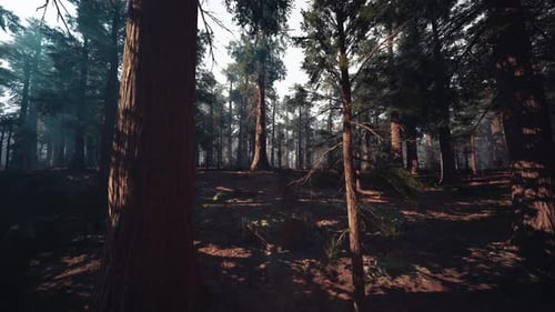 Quiet Forest Covered in Shadows and Surrounded By Hazy Misty Atmosphere