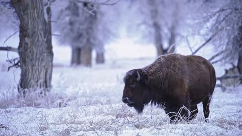 Bison grazing in the winter landscape in Wyoming