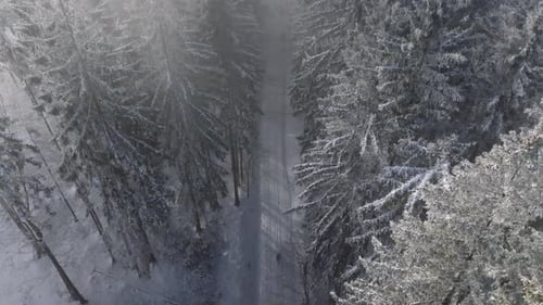 Man walking along a snow-covered path winding through a dense winter forest. Captured from a drone