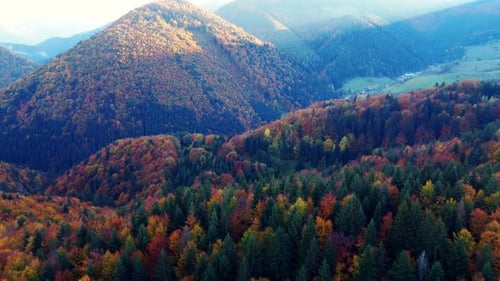 Aerial View From a Drone Autumn Trees in the Forest Coloured with Many Colours Hilly Forest