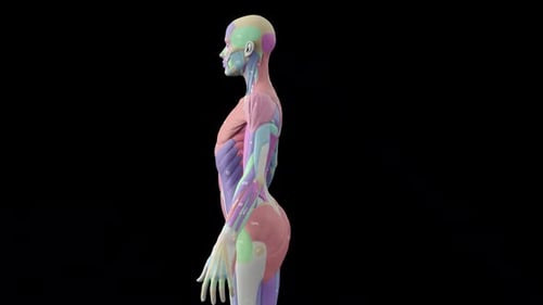 3D Female Muscular System Rotating Anatomy Model