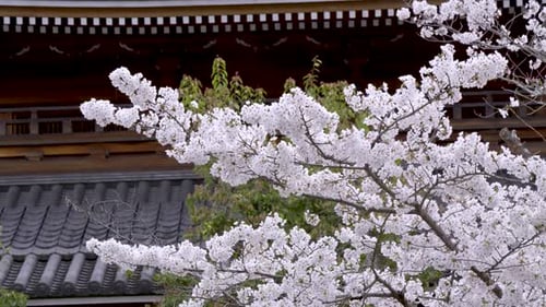Stunning Sakura cherry blossom in full bloom at Japanese temple, slow motion