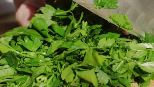 Closeup of Chef Hands Cutting Green Parsley Leaves on a Cutting Board with a Knife for Preparing a