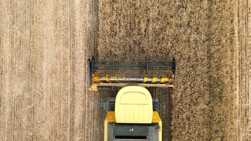 Aerial Shot of Combine Gathering Corn Crop Flying Over Harvester Slowly Riding Through Field Cutting