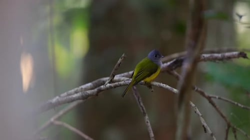 Colorful Bird Perched on Branch in Lush Forest Setting Greyheaded