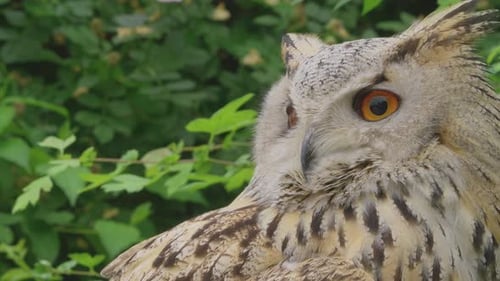 A beautiful, huge European Eurasian eagle owl gazing down from a tree branch. bubo bubo sibiricus