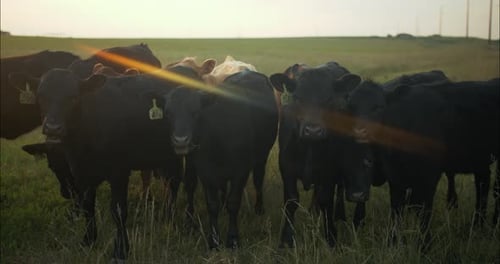 Closeup of Cows, Cattle in Green Grass Farm Pasture in Sunset
