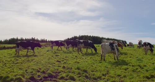 Wide pan shot of a green pasture where some cows are eating fresh grass and others arriving, very su
