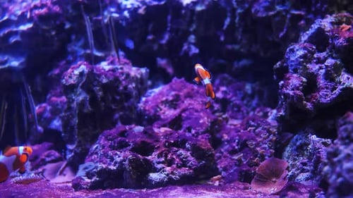 Ocellaris Clownfish Swimming in Purple Aquarium Near Coral Reef