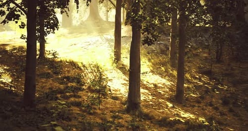 Sunlight Filtering Through Trees Creates a Serene Forest Atmosphere