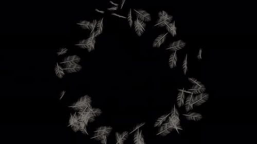 Elegant Drifting Feathers Animation