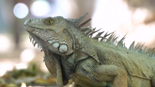 Close up of a wild Green Iguana turning its head, beautiful pattern, slow motion