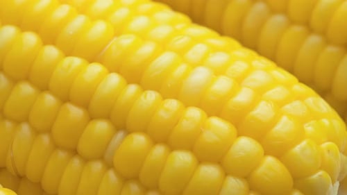 Closeup view of fresh sweet corn on the cob
