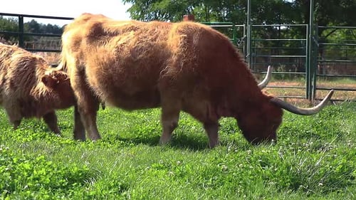 Scottish Highland Cattle In Green Field 10 Second Video