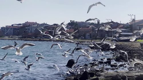 Seagulls Flying By The Sea In A Small Seaside Town 2