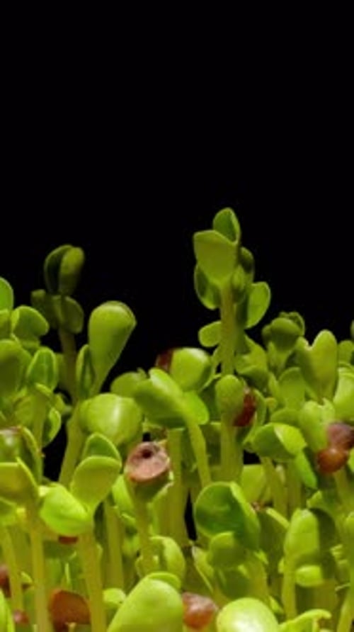 Close-up time-lapse of small plant sprouting from seed in soil, showing early growth stages.