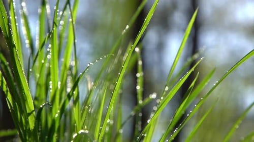Dew on Green Grass