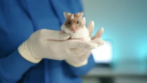 Female Vet Wearing Medical Gloves Holds Pet Mouse in Hands in Clinic