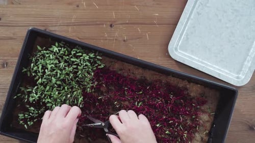 Flat Lay Harvesting Radish Microgreens From the Propagation Tray with Scissors