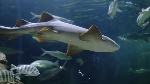 Ocean Wildlife Scene Featuring Shark