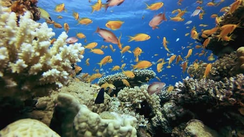 Colourful Coral Reef Scene