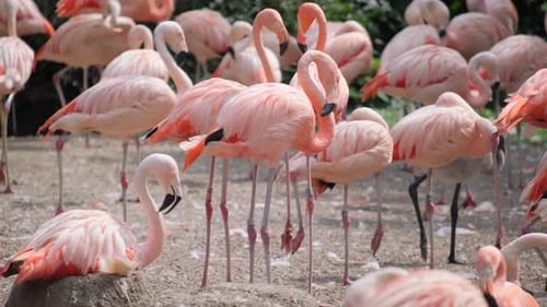 Lots of Pink Flamingos in the Bird Park
