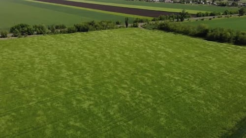 green barley and wheat fields aerial view
