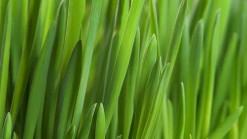 Grünes Gras am Frühlingsmorgen