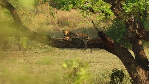 Rack focus of a bush to a leopard resting in a tree, Kruger National Park.