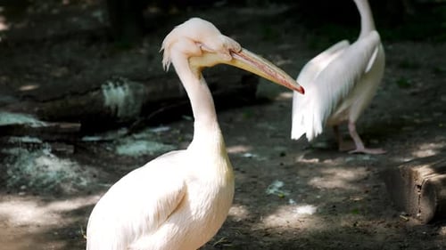 White pelicans at nature reserve.