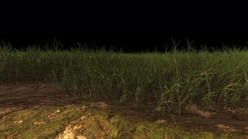 Realistic Green Grass Growing Animation with Alpha Channel