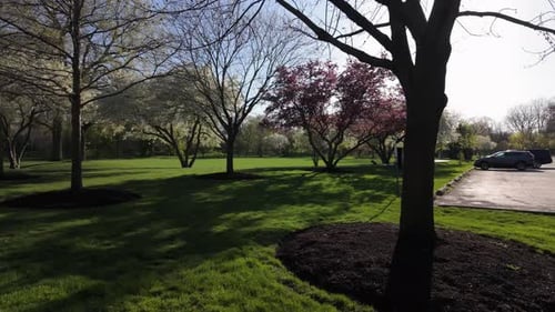 Picturesque Park with Blooming Trees on Sunny Day