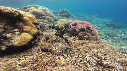 A school of small reef fish swimming gracefully over lively coral formations.